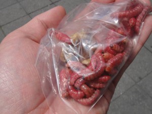 た メキシコ 生き
